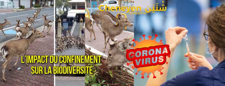 Impact-confinanim-786-ill-Cheneyen-Magazine