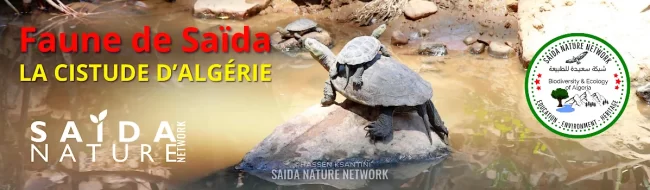 Faune de Saïda - La Cistude d'Algérie