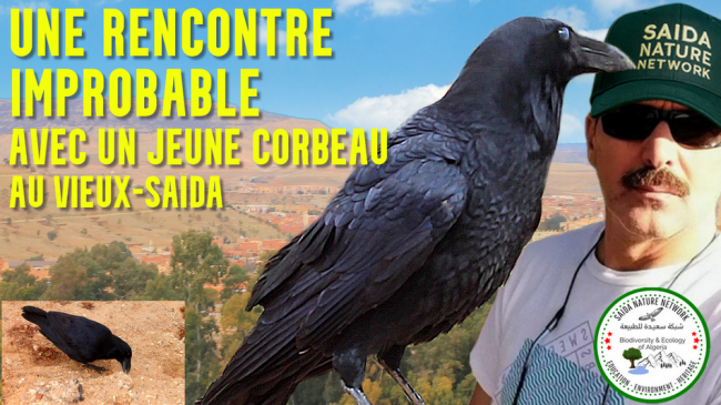 Un corbeau est venu à ma rencontre. Une rencontre improbable